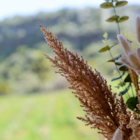 Quinta Entre Palmeras Hotel *